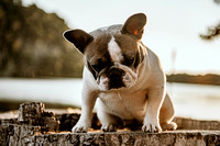 Frenchie :: Show Dogs